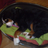 Photo #201871 de Dzia