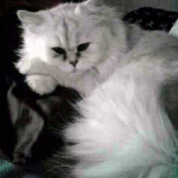 Photo #201950 de Neo