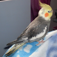 Photo #202017 de Kiwi