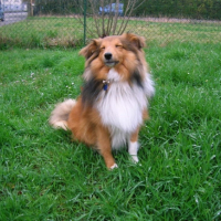 Photo #202038 de Capucin