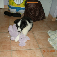 Photo #202046 de Choupa