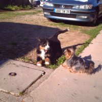 Photo #202048 de Droopy