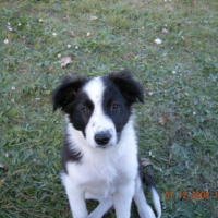 Photo #202049 de Choupa