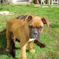 Photo #202080 de Bart