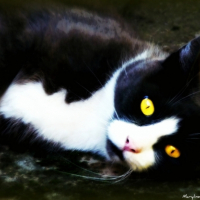 Photo #202122 de Ponpon