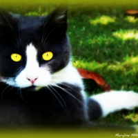 Photo #202125 de Ponpon
