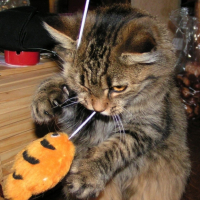 Photo #202185 de Boule