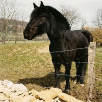Photo #202212 de Galop du sinter