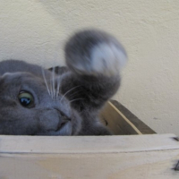 Photo #202213 de Pacha