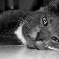 Photo #202214 de Pacha