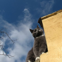 Photo #202215 de Pacha
