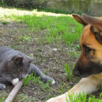 Photo #202223 de Pacha