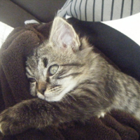 Photo #202241 de Earl grey
