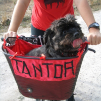 Photo #202288 de Tantor