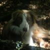 EN FORET