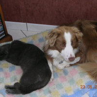 Photo #202323 de Cuzco