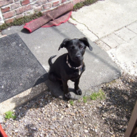 Photo #202327 de Angus