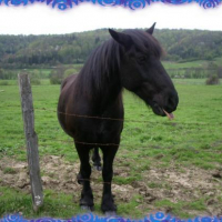 Photo #202330 de Galop du sinter