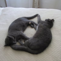 Photo #202373 de Bilbo