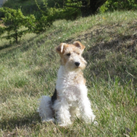 Photo #202381 de Vica