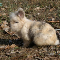 Photo #202400 de Fripouille
