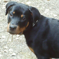 Photo #202404 de Tyson
