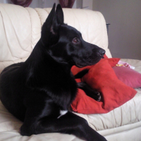 Photo #202418 de Pulco
