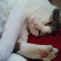 Photo #202424 de Triskel