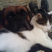 Photo #202431 de Triskel