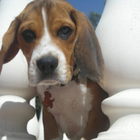 Photo #202440 de Sana