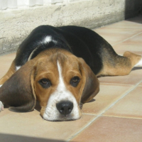 Photo #202444 de Sana