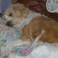 Photo #202447 de Cannelle