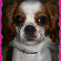 Photo #202456 de Biscotte