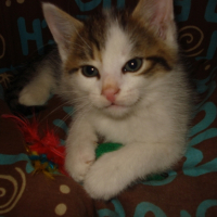 Photo #202464 de Jones
