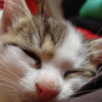 Photo #202467 de Jones
