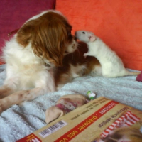 Photo #202468 de Biscotte