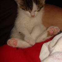 Photo #202478 de Jones