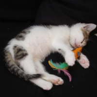 Photo #202488 de Jones