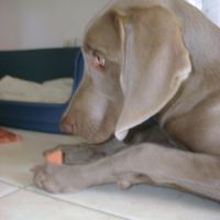 Photo #202498 de Ezekiel