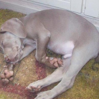 Photo #202500 de Ezekiel