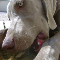 Photo #202508 de Ezekiel