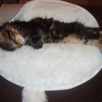 Photo #202517 de Zadig