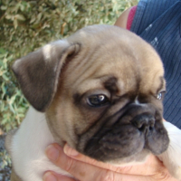 Photo #202518 de Diego