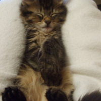 Photo #202520 de Zadig