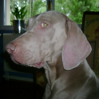 Photo #202526 de Syrius