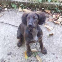 Photo #202535 de Chiper