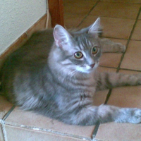 Photo #202556 de Grisette