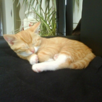 Photo #202568 de Simba