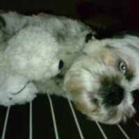Photo #202575 de Loulou