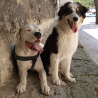 Photo #202588 de Toytoy